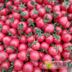 莘县圆粉、贝贝、千禧圣女果代收