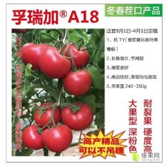 孚瑞加A18抗病毒高产量西红柿种子番茄种子