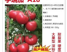 孚瑞加A18抗病毒高产量西红柿种子番茄种子
