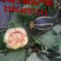 山东潍坊冰糖子甜瓜供应基地行情好价格便宜了