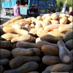 江苏大丰海南瓜绿色无公害