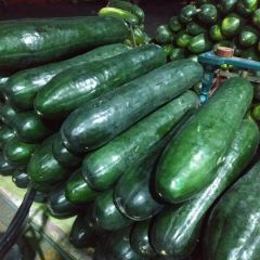 海南青皮冬瓜产地直发