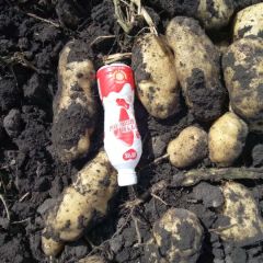 出售500吨荷兰十五，个大品质优