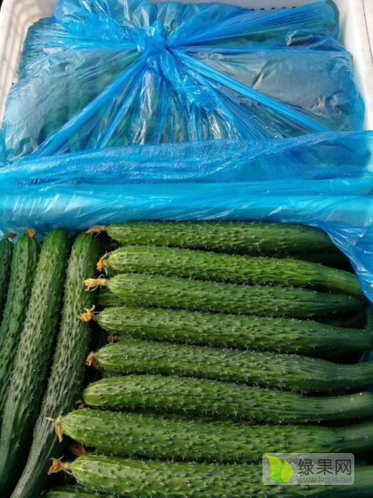 2019年山东沂南德瑞特721黄瓜价格