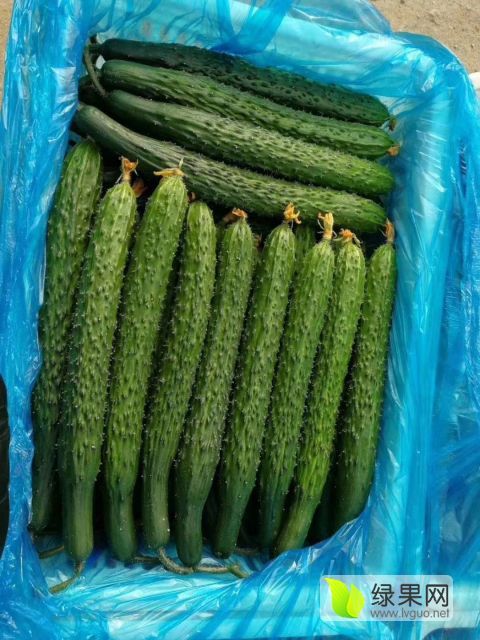 2019年山东沂南德瑞特721黄瓜价格
