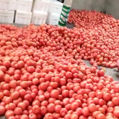 硬粉西红柿基地