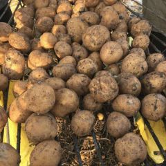 出售东北优质土豆