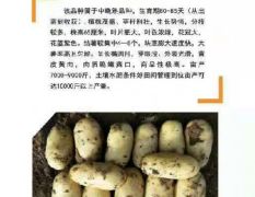 河北禾兴高原种业各种品种土豆产量高