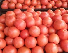 欧冠西红柿，质量就是好。