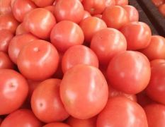 金朋西红柿，质量就是好。