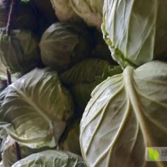 甘蓝，白菜，扁包菜，大葱，蒜苗