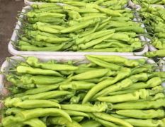 鼎峰瓜果蔬菜合作社黄皮尖椒大量上市