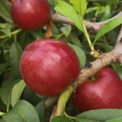 急！河北乐亭三月份大量温室桃子上市，寻求各地果