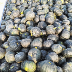 大量出，品种全，一等南瓜