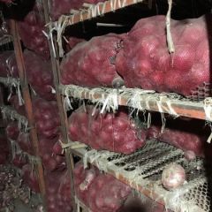 山东济宁公司冷库直销二红洋葱