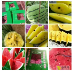 本合作社长期代办大棚京欣吊瓜