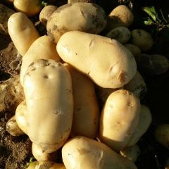 新疆石河子克新一号土豆早买早赚