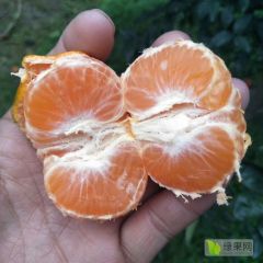 重庆奉节脐橙