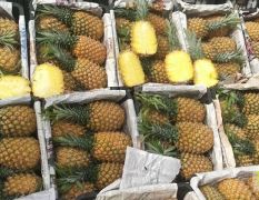 宁夏四季鲜菠萝专业代办代销，每天实时报价