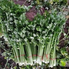 供应芹菜西芹，发全国