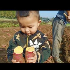 自种自储存红薯7千斤西瓜红种子对外出售