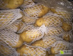 库存荷兰十五土豆急售，箱装，袋装各种标准