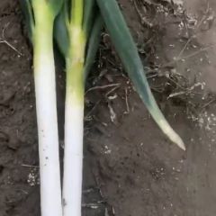 供应优质东台大丰 日本钢葱