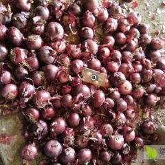 大量紫皮元葱出售
