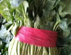 大叶菠菜，20---25厘米！产地直销！直发全国市场
