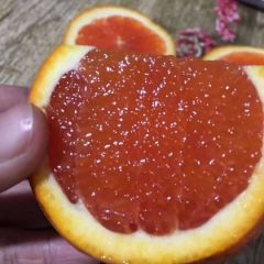 中华红 血橙已经到了成熟期了