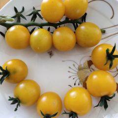 黄色樱桃番茄