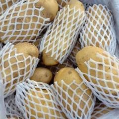 大量出售山东库存荷兰十五土豆