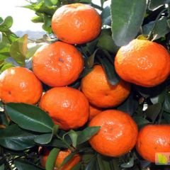 广西来宾市象州县实地沙糖桔批发现摘