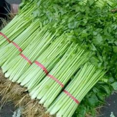 安丘常年种植芹菜法国皇后，色泽淡黄