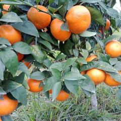 广西南宁崇左地区大量供应沃柑