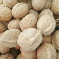 优质核桃专业一手批发