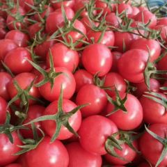 千玺圣女果，粉贝贝圣女果，圆粉圣女果产地直供