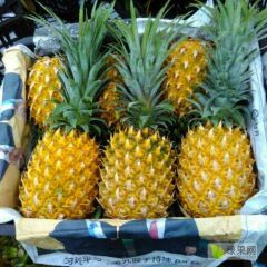 海南优质菠萝
