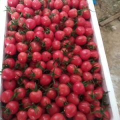 健康有机富硒西红柿