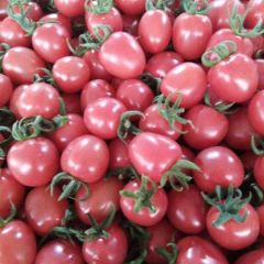 千玺圣女果，圆粉圣女果，粉贝贝圣女果产地代办，支持一件代