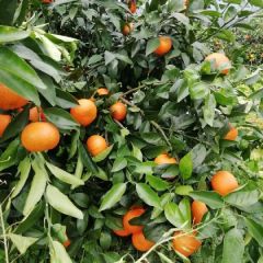 桂北沃柑，皮溥多汁，专业代办