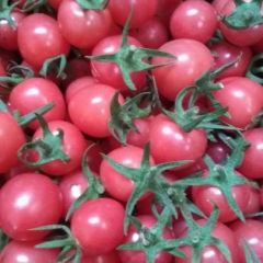 千禧圣女果！另有粉贝贝果！圆粉等品种！口感佳！