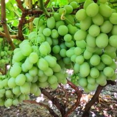 无籽青提Sweet Globe甜球批发供应 超市