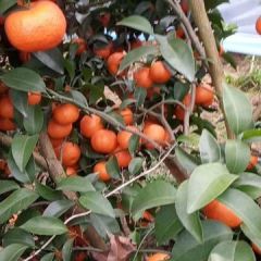 桂林永福县沙糖橘代办15977088582