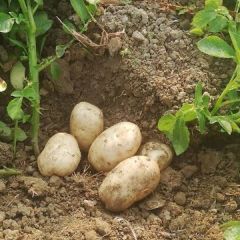 大量丽薯6号出地直销无中间差价