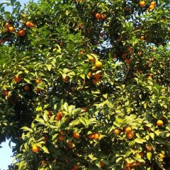 平安沙糖桔欢迎您