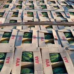 缅甸甜王畅销全国市场