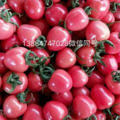 山东莘县优质贝贝圣女果