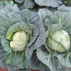 新野岗北蔬菜基地甘蓝上市