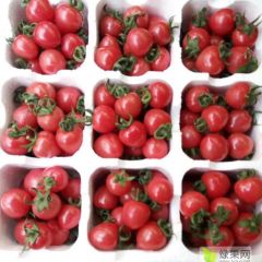 山东莘县，甜瓜 产地甜瓜圣女果供应